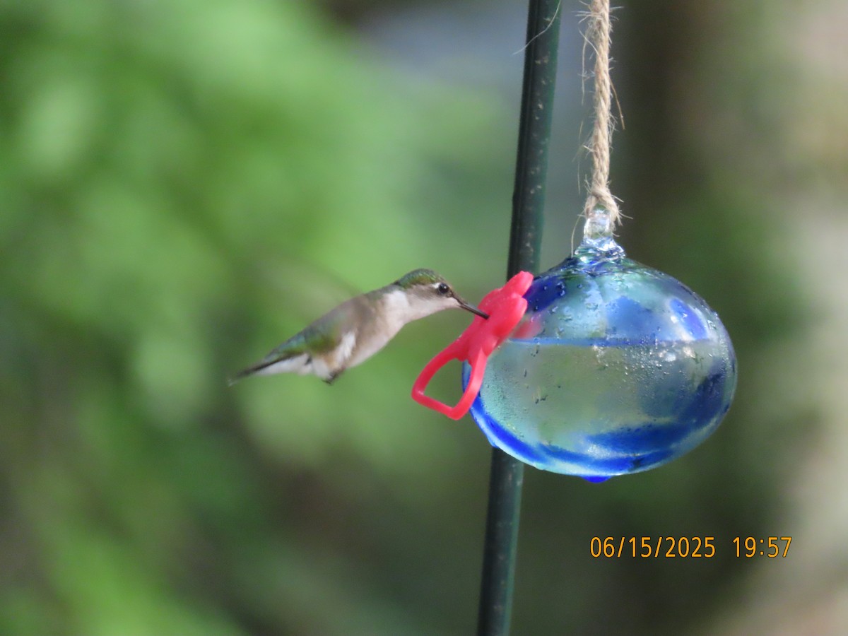 Ruby-throated Hummingbird - ML638324531