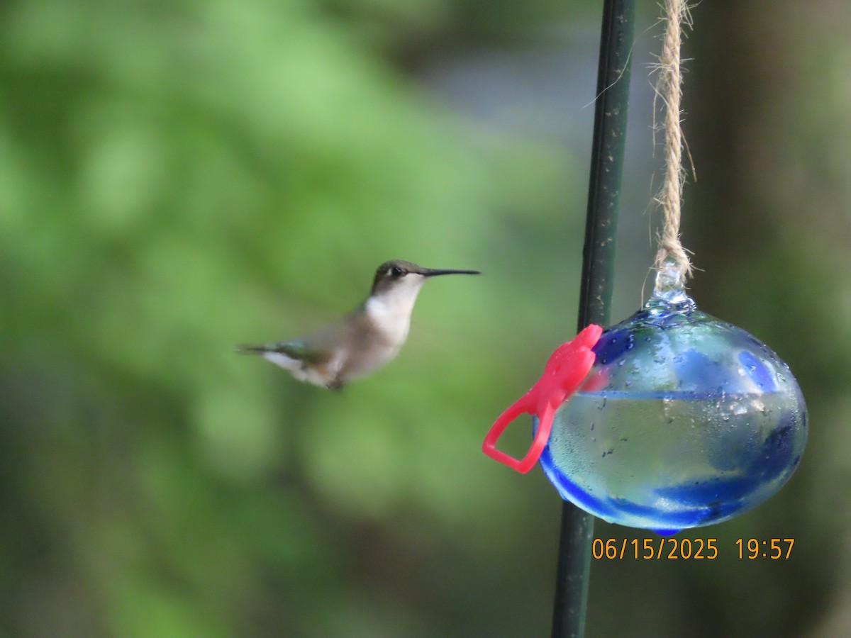 Ruby-throated Hummingbird - ML638324532