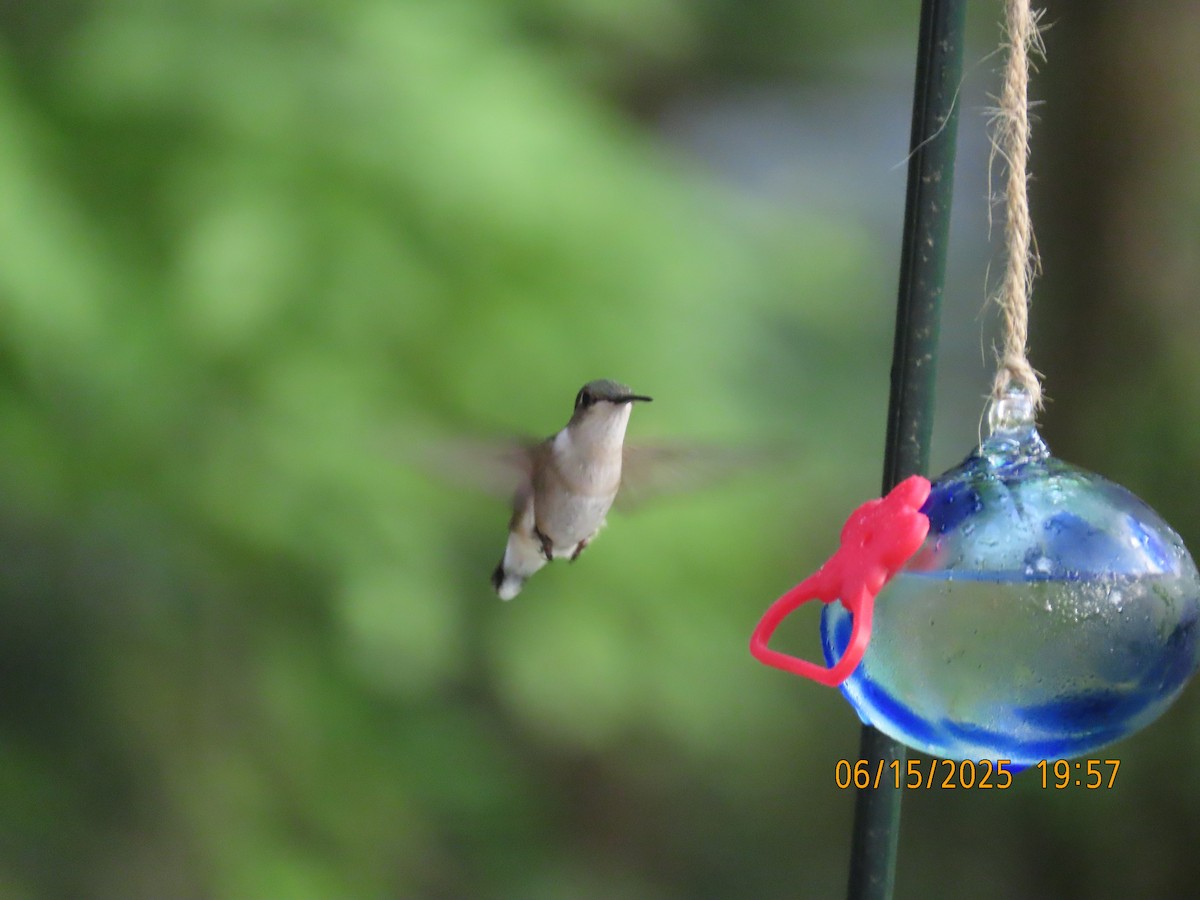 Ruby-throated Hummingbird - ML638324533