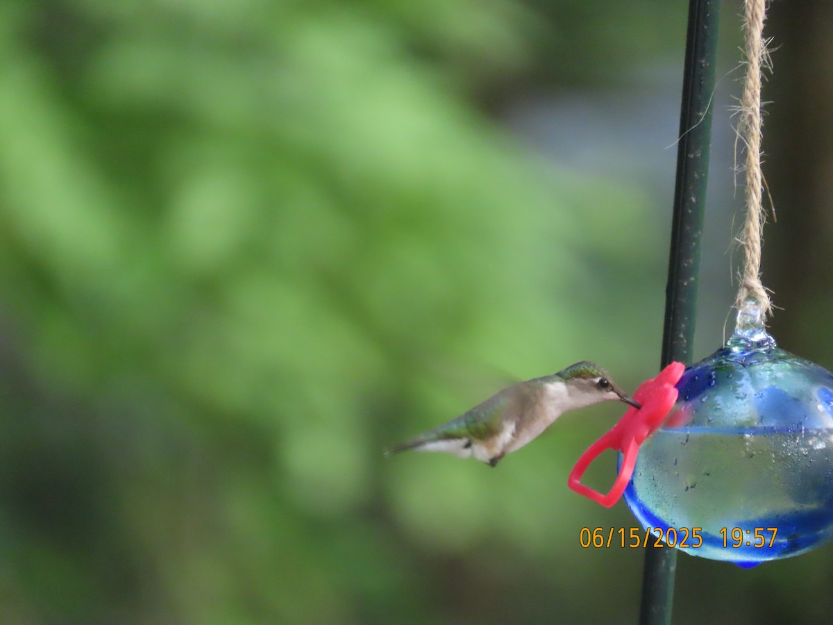 Ruby-throated Hummingbird - ML638324534