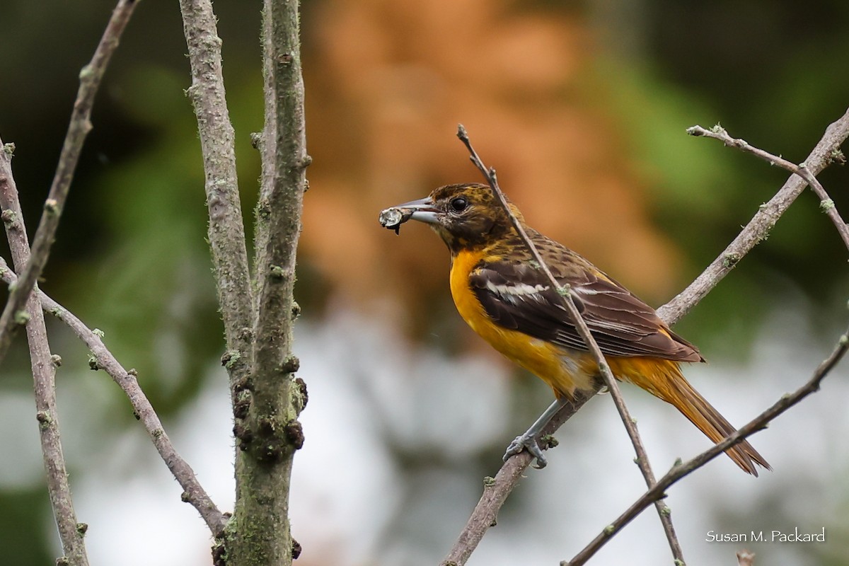 Baltimore Oriole - ML638324537