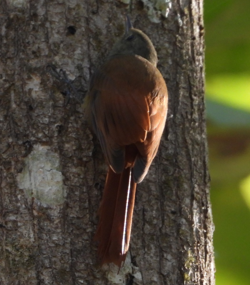 Olivaceous Woodcreeper - ML638324538