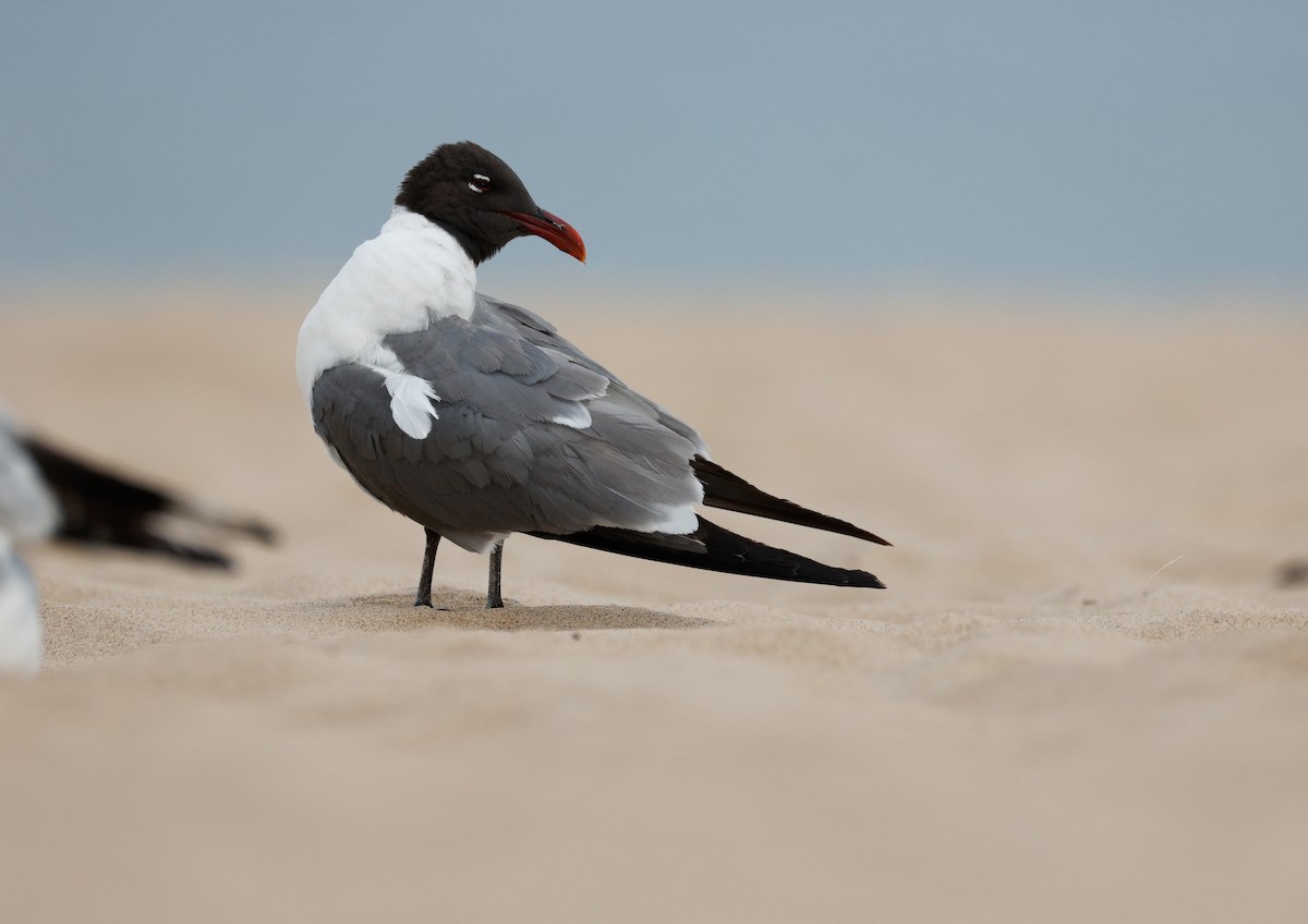 Laughing Gull - ML638324540