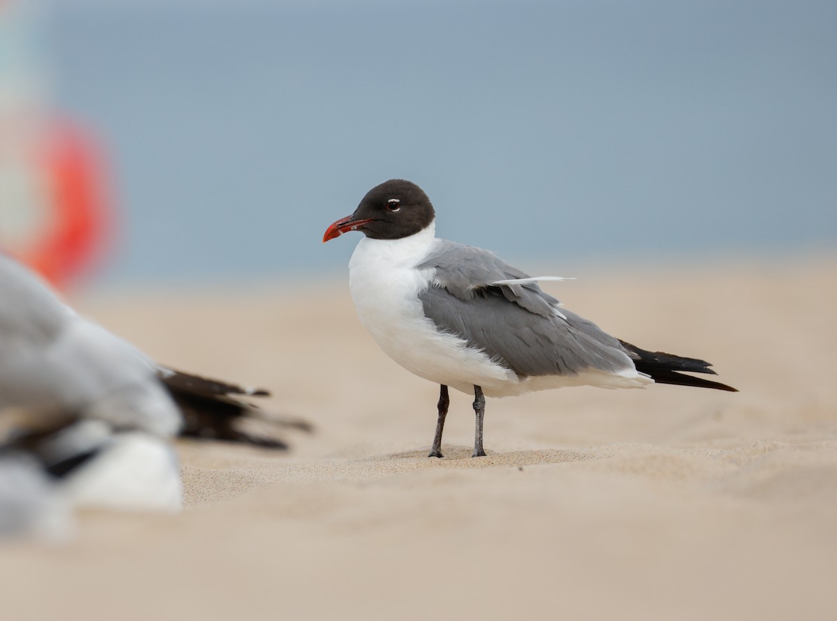 Laughing Gull - ML638324541