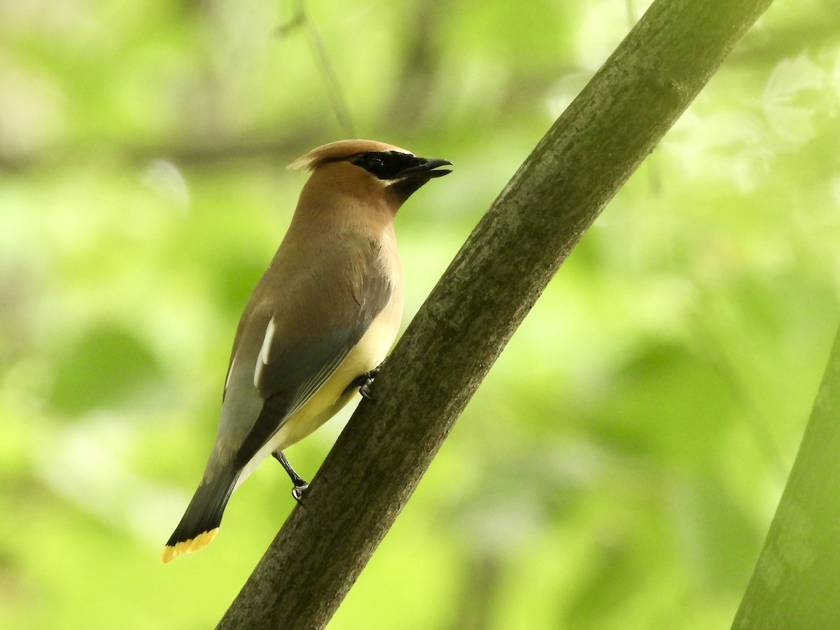 Cedar Waxwing - ML638324543