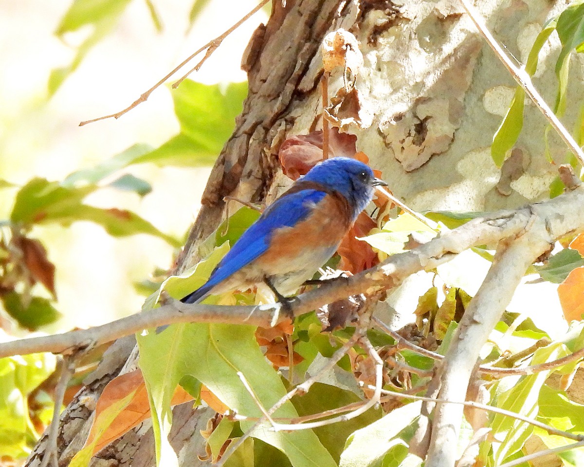 Western Bluebird - ML638324544