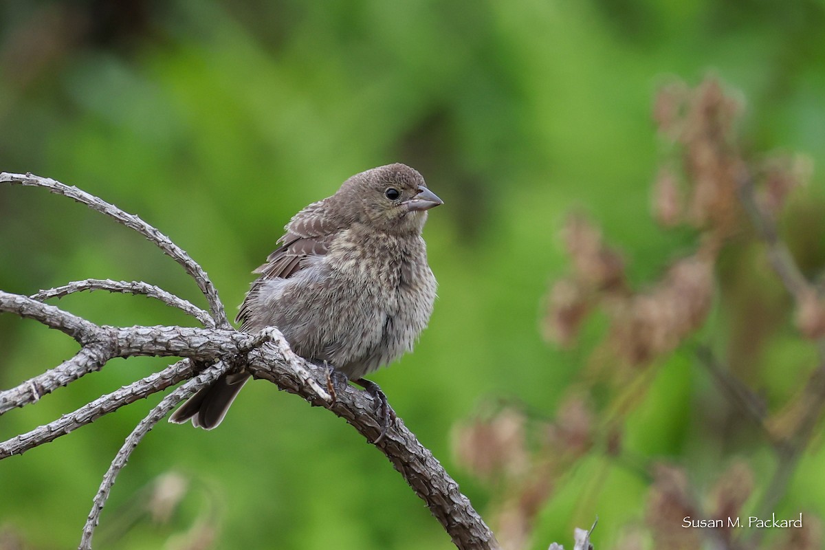 Brown-headed Cowbird - ML638324557