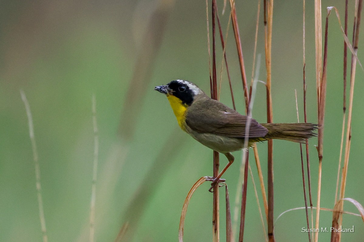 Common Yellowthroat - ML638324563