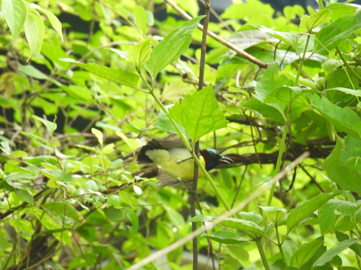 Purple-rumped Sunbird - ML638324566