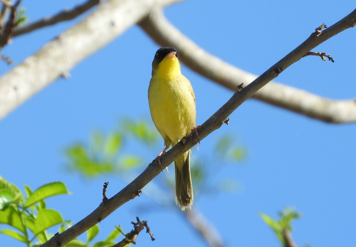 Gray-crowned Yellowthroat - ML638324569