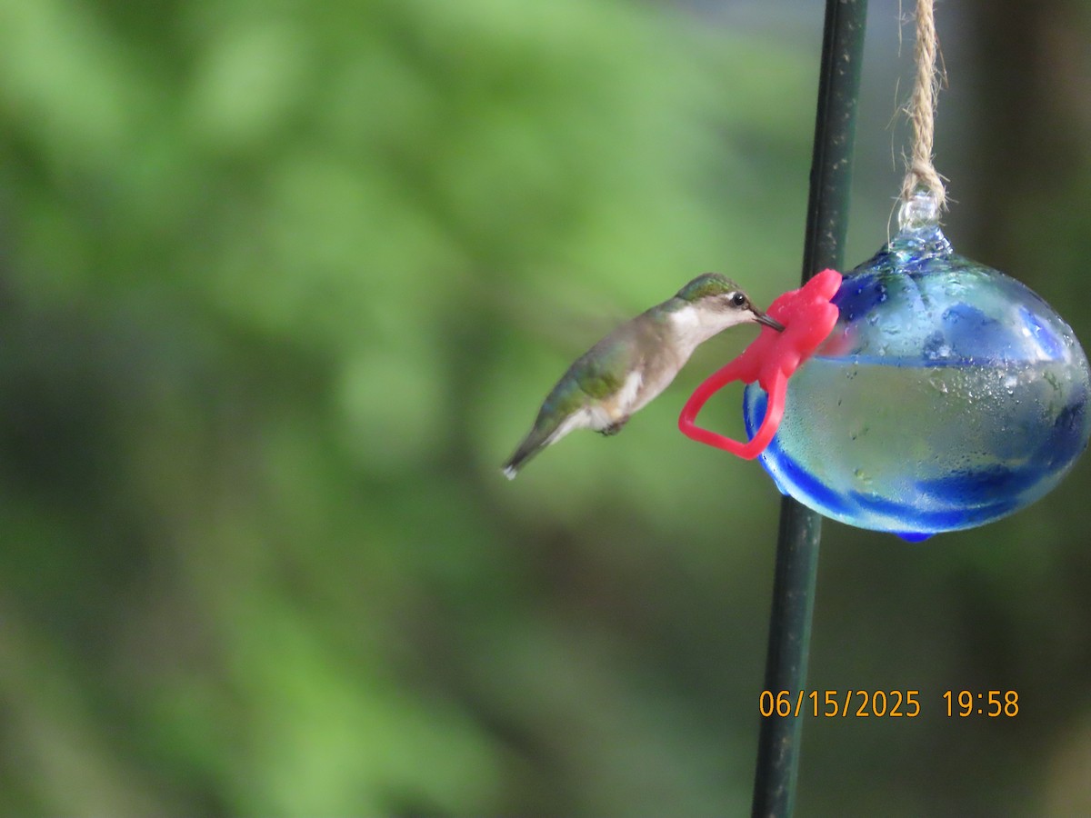 Ruby-throated Hummingbird - ML638324584