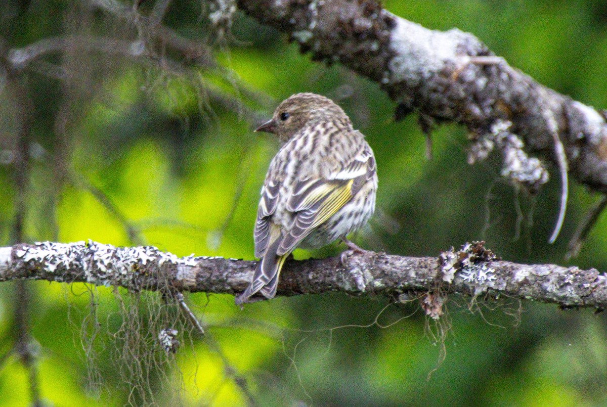 Pine Siskin - ML638324585