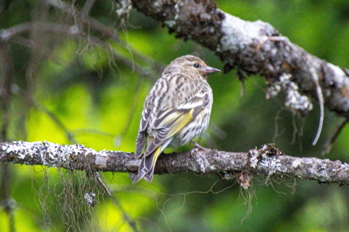 Pine Siskin - ML638324586