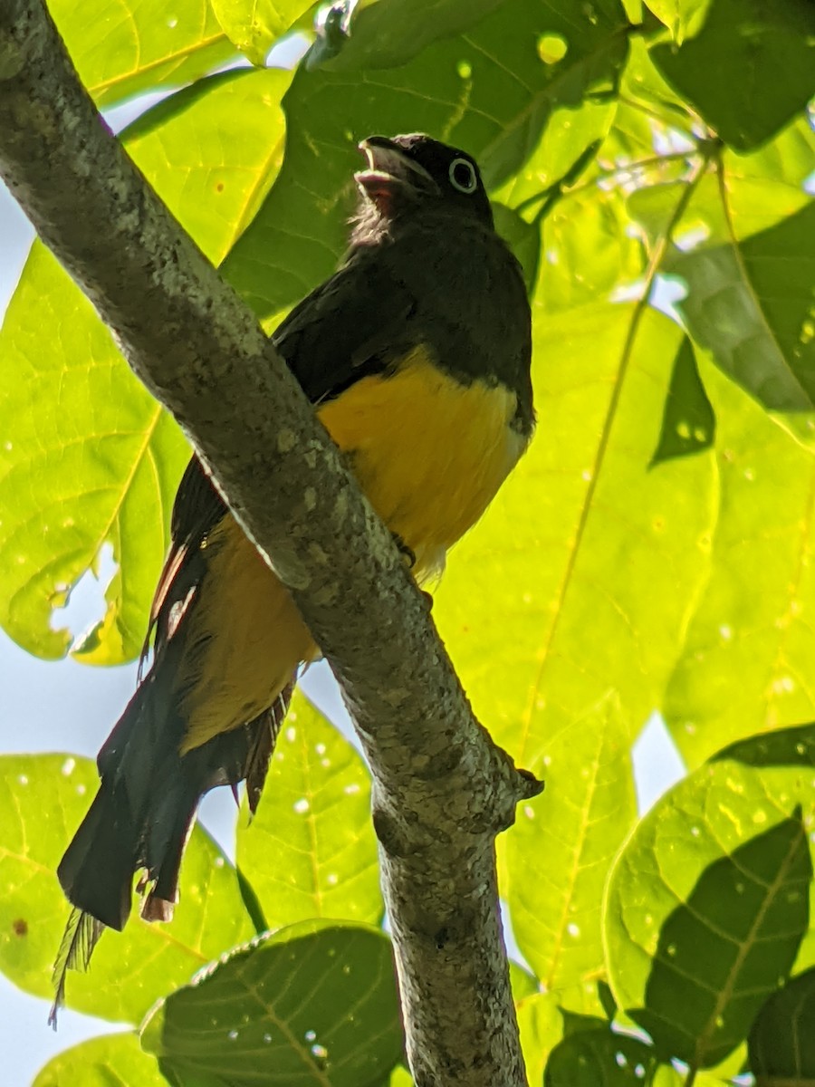 Black-headed Trogon - ML638324592