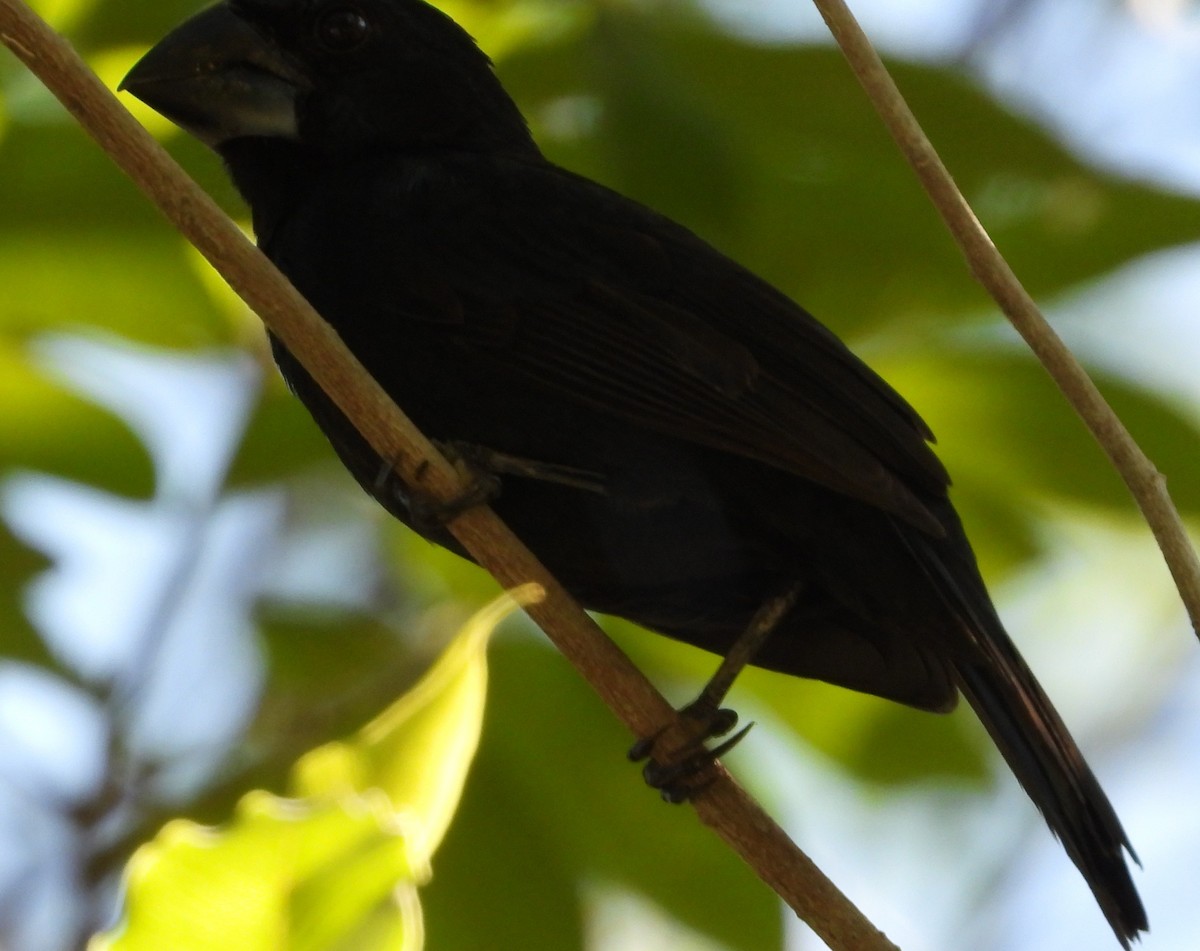 Blue-black Grosbeak - ML638324593