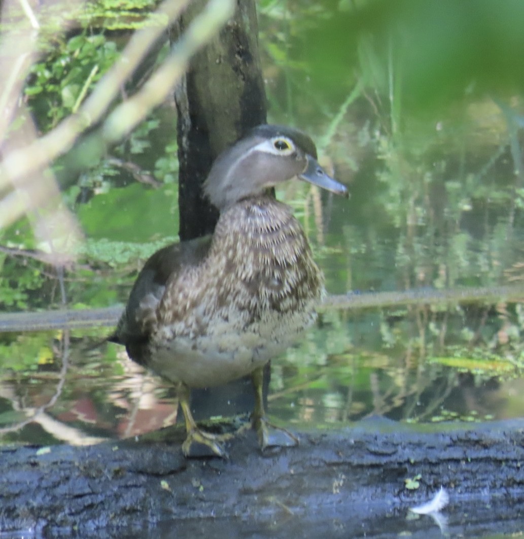Wood Duck - ML638324594