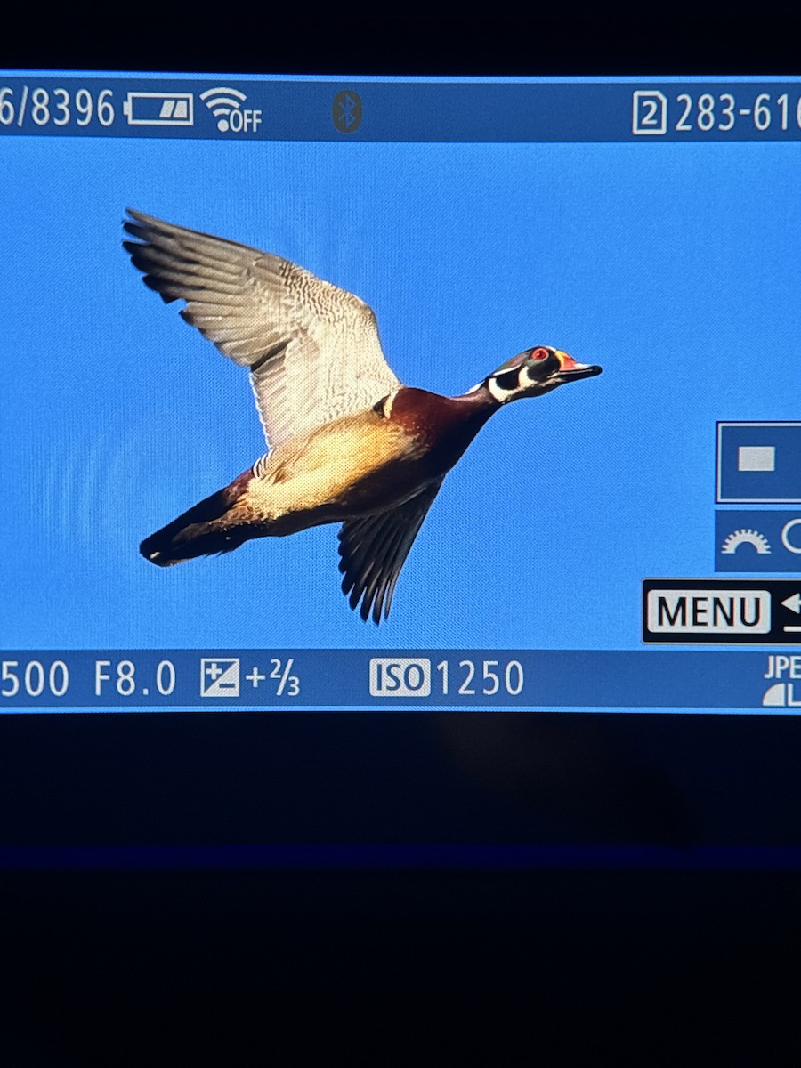 Wood Duck - ML638324606