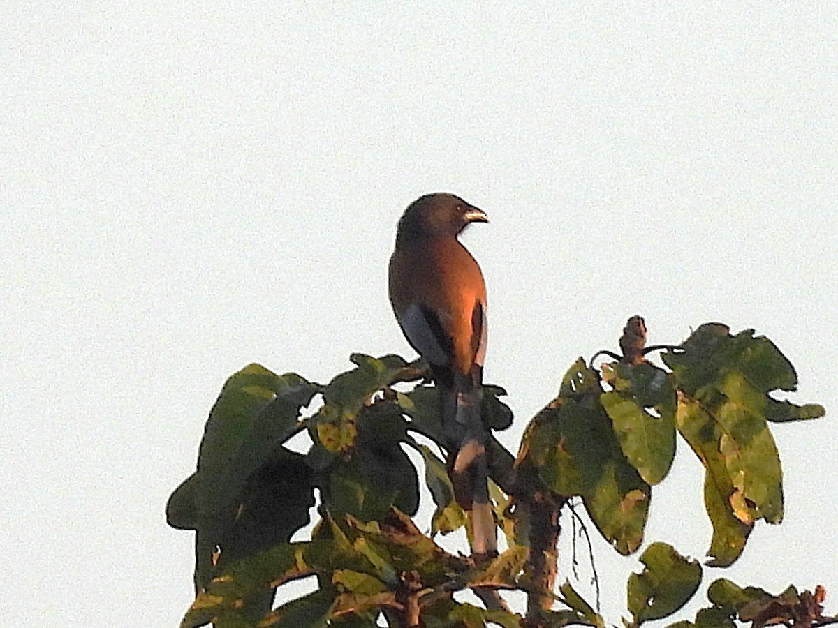 Rufous Treepie - ML638324614