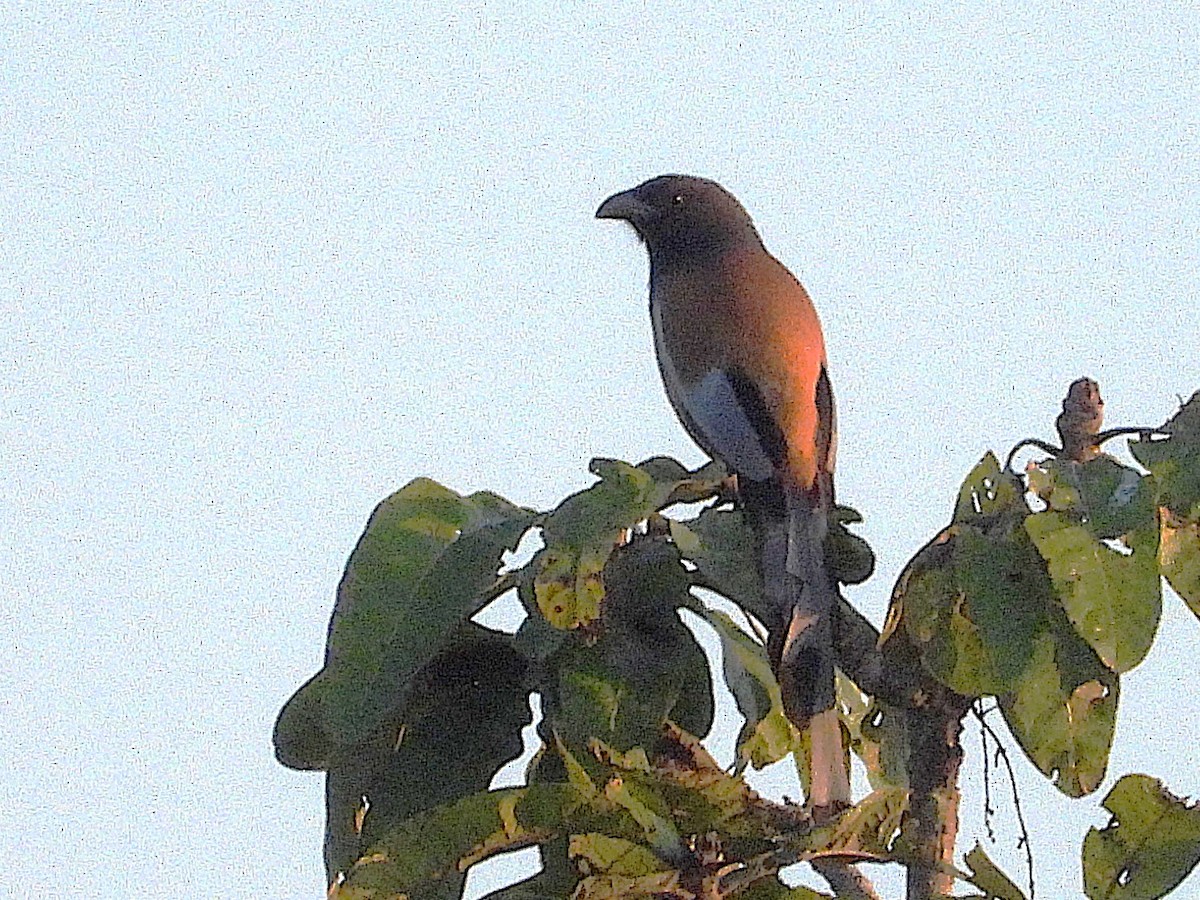 Rufous Treepie - ML638324615