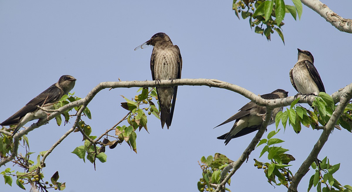 Purple Martin - ML638324630