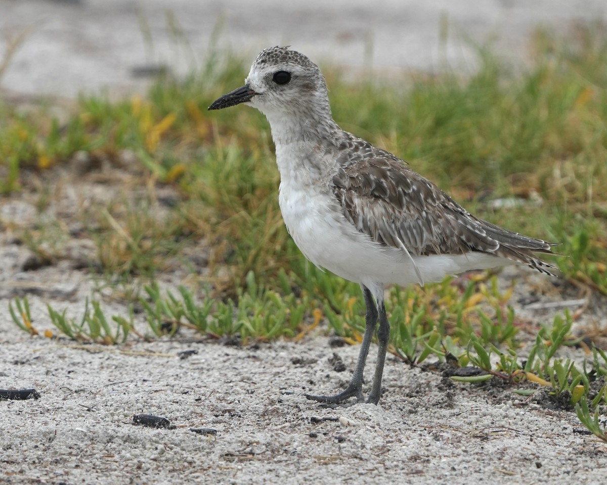 Black-bellied Plover - ML638324647