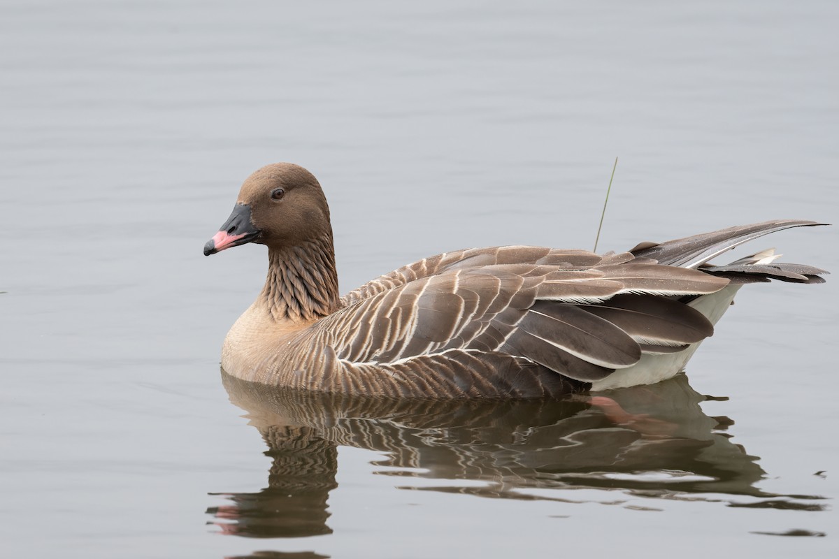 Pink-footed Goose - ML638324648