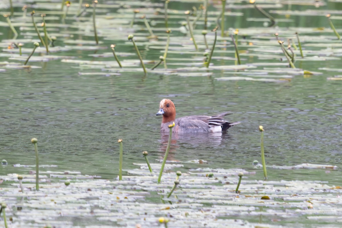 Eurasian Wigeon - ML638324653
