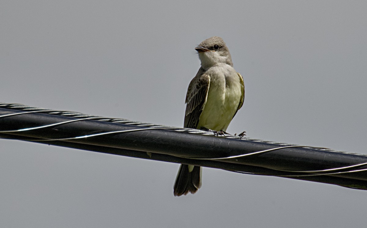 Western Kingbird - ML638324659