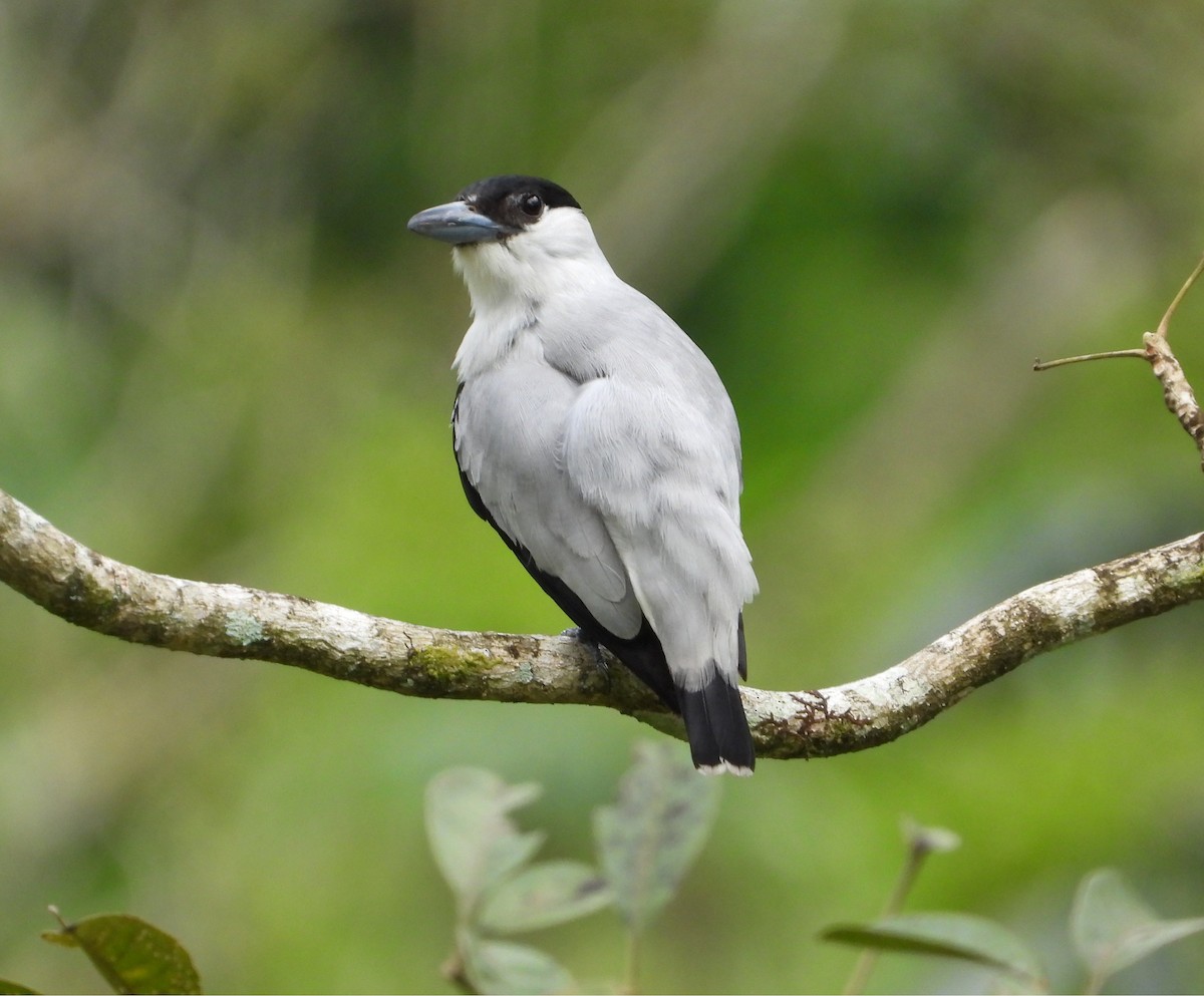 Black-crowned Tityra - ML638324665