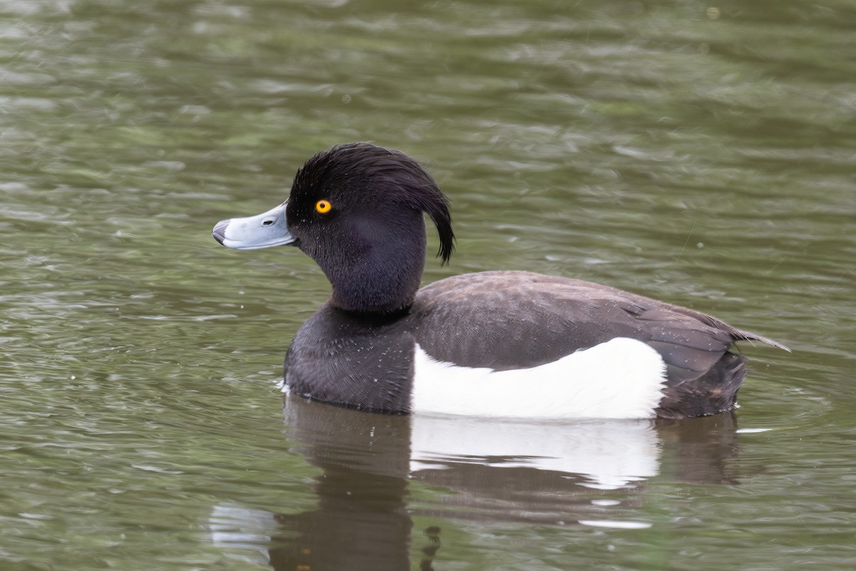 Tufted Duck - ML638324667