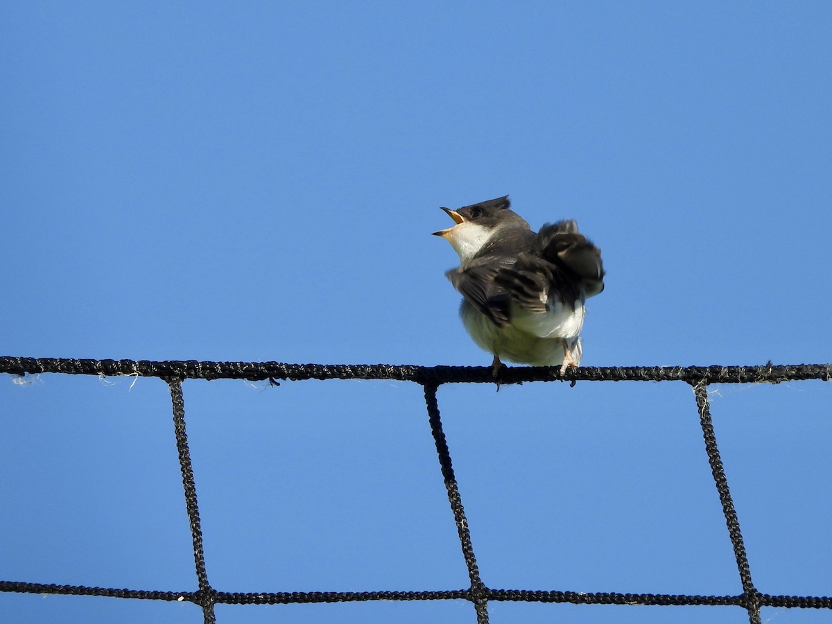 Tree Swallow - ML638324670