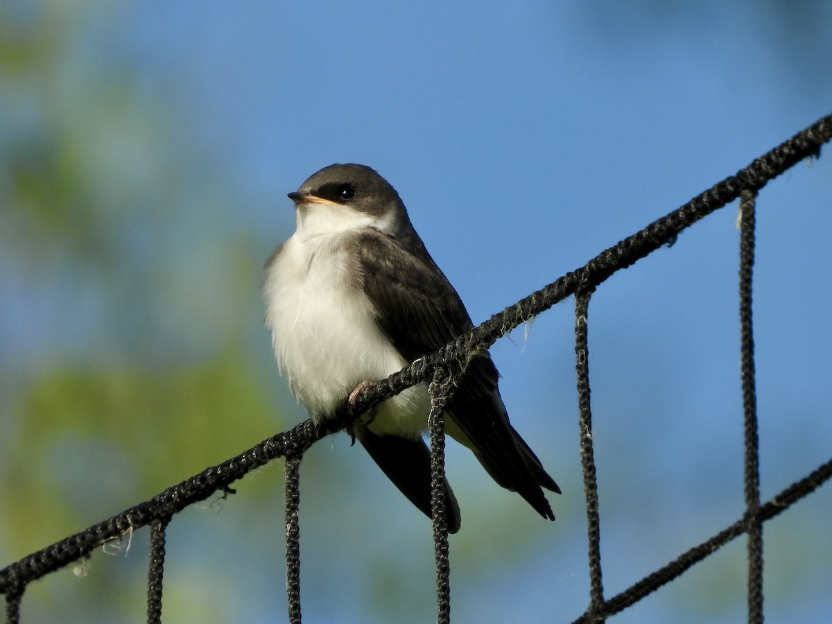 Tree Swallow - ML638324671