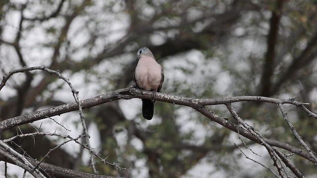 Emerald-spotted Wood-Dove - ML638324686
