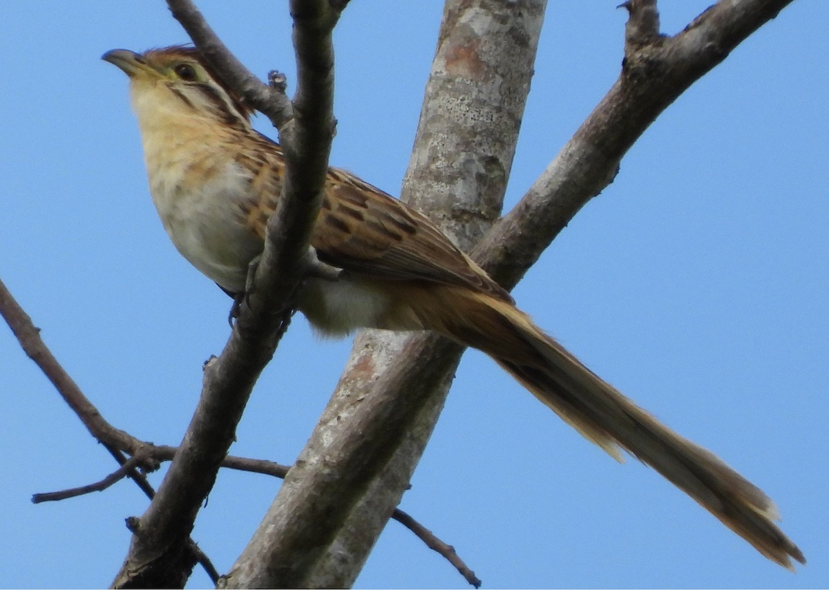 Striped Cuckoo - ML638324696