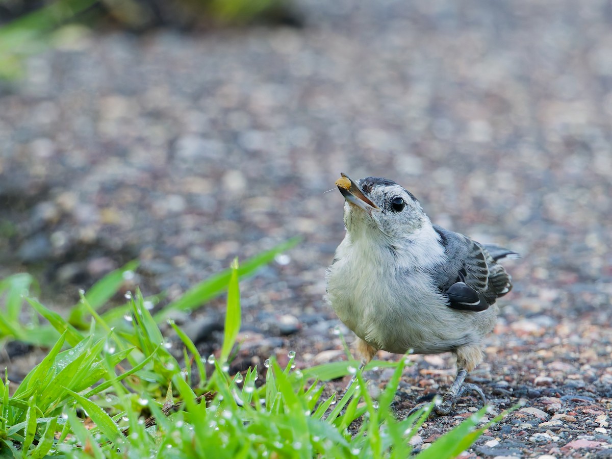 White-breasted Nuthatch - ML638324703