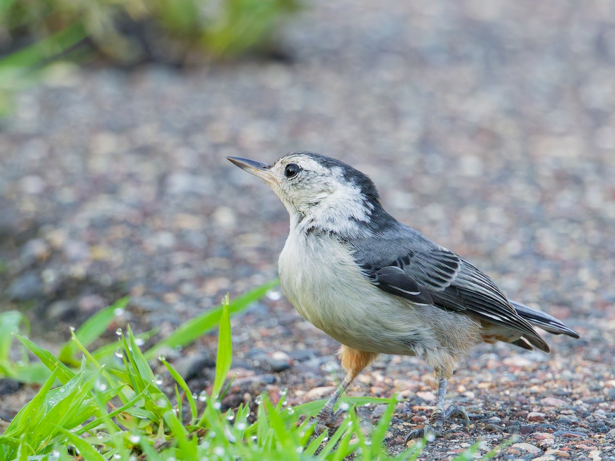 White-breasted Nuthatch - ML638324704
