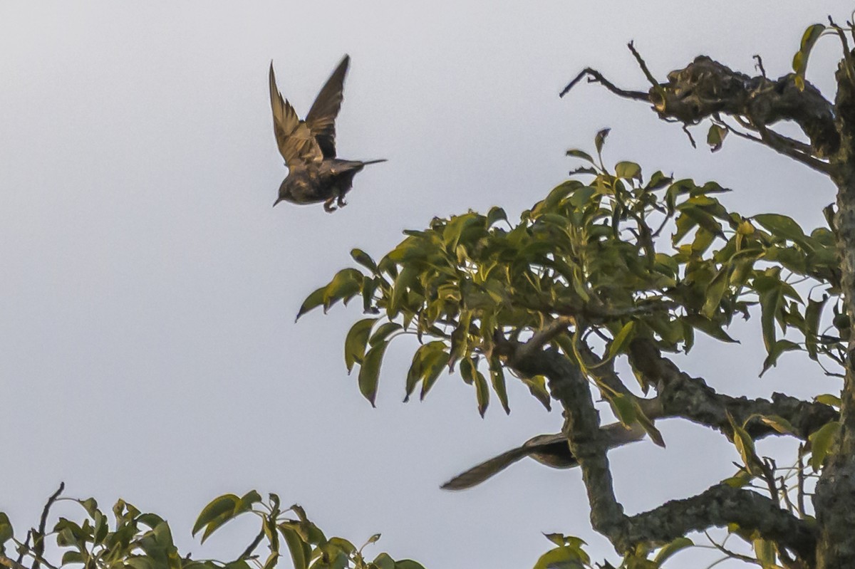 European Starling - ML638324728
