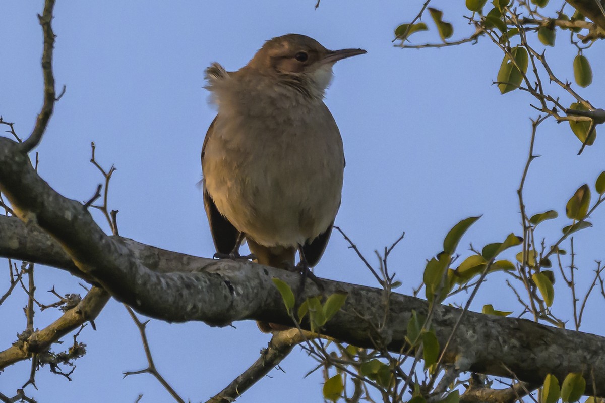 Rufous Hornero - ML638324730
