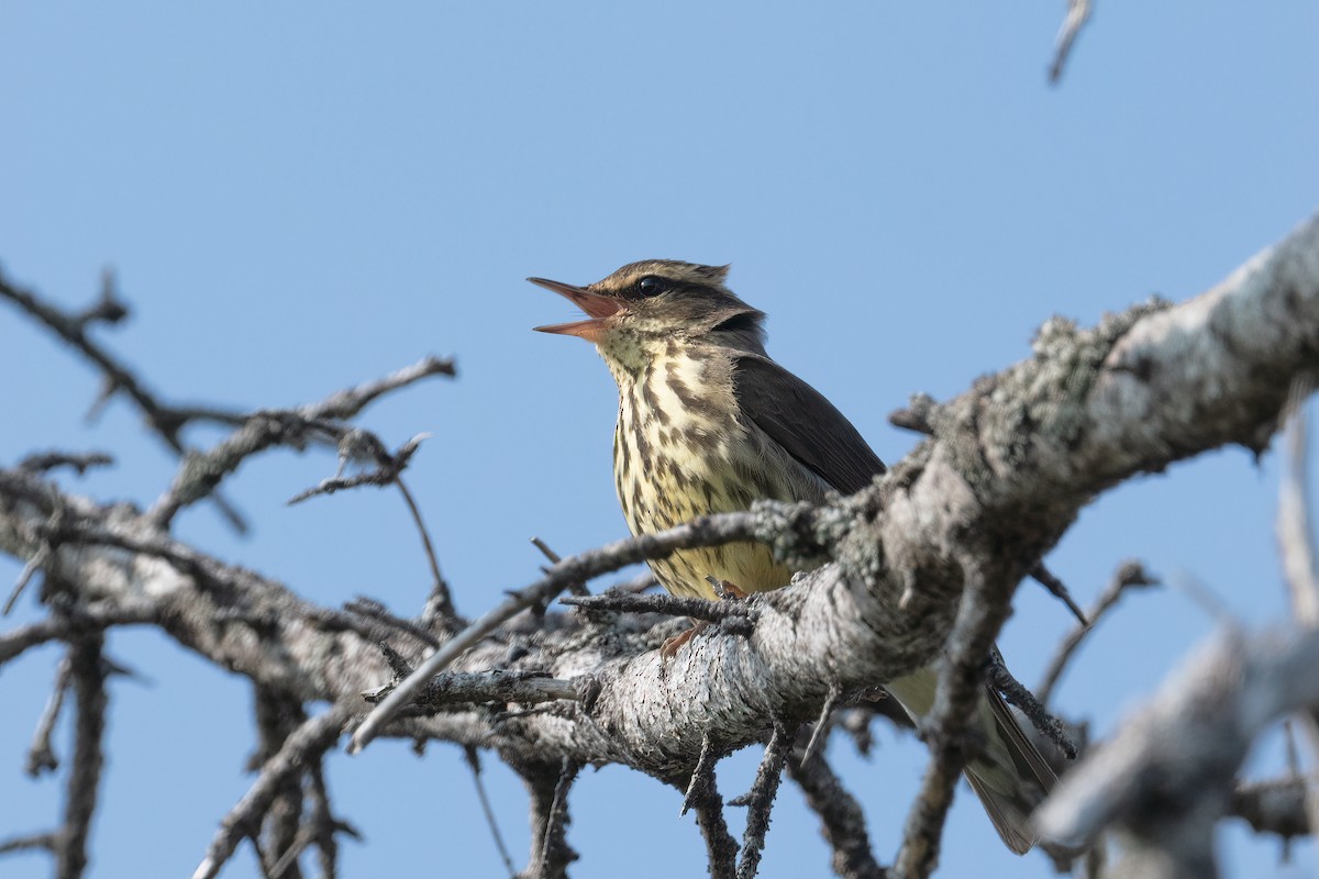 Northern Waterthrush - ML638324745
