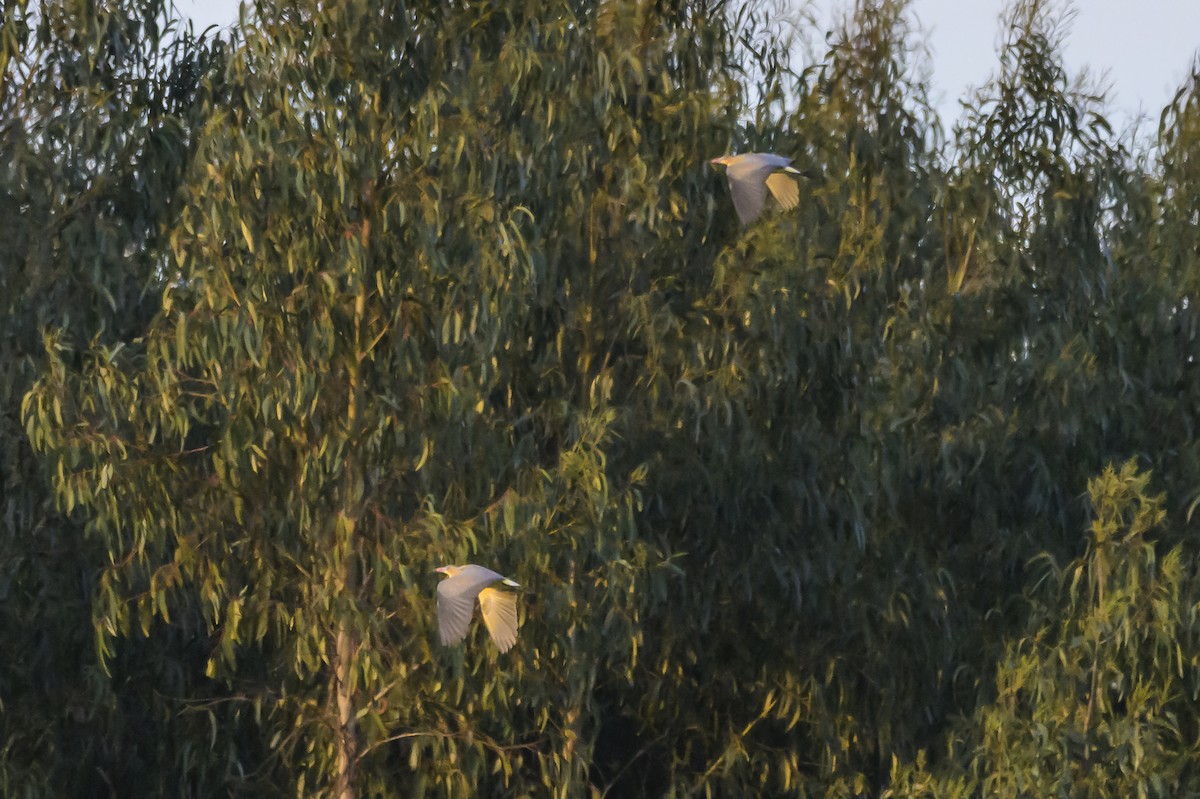 Whistling Heron - ML638324750