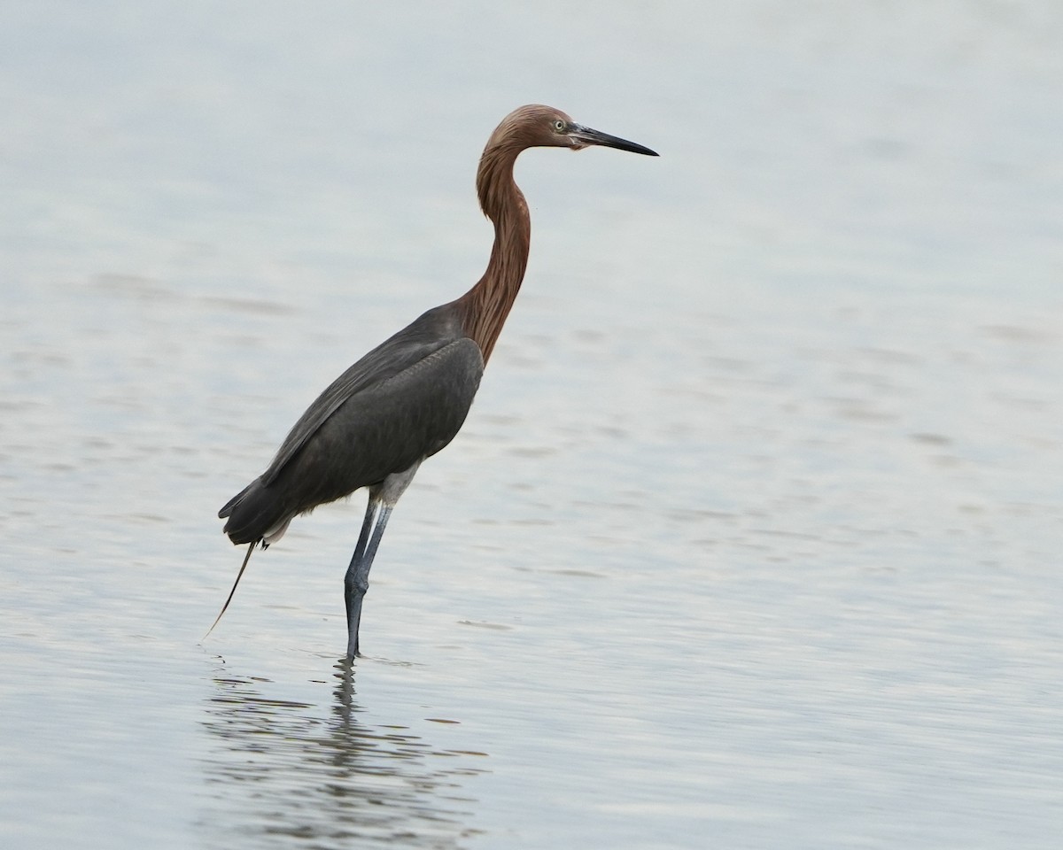 アカクロサギ - ML638324754