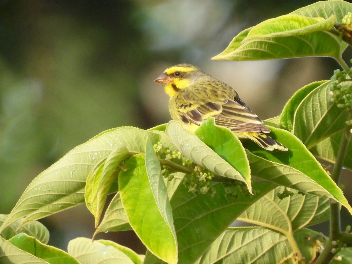 Yellow-fronted Canary - ML638324756
