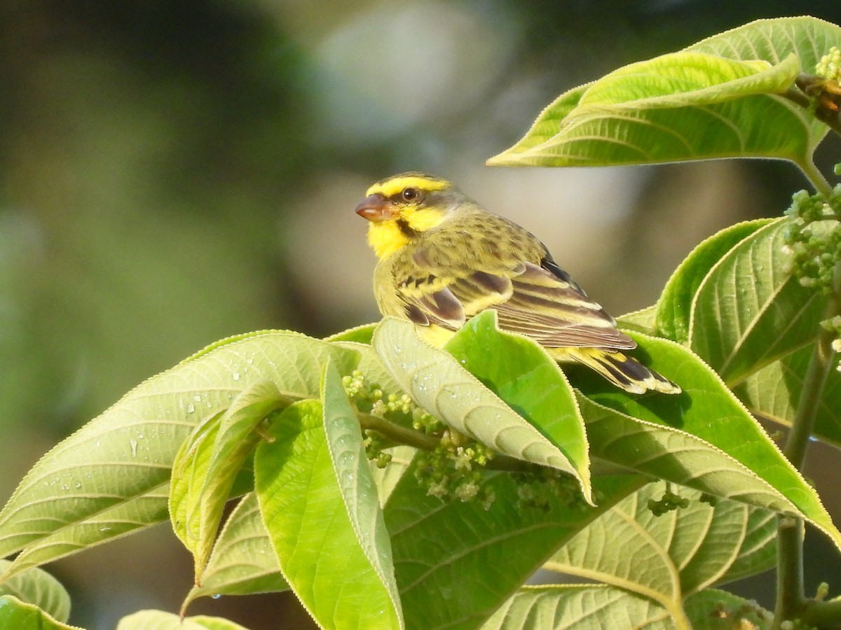Yellow-fronted Canary - ML638324759