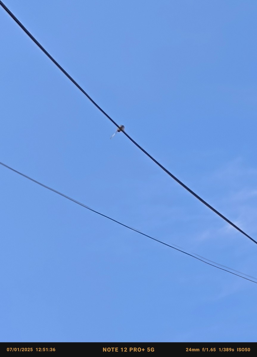 Colibrí Cora - ML638324761