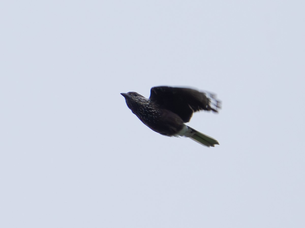 Southern Nutcracker - ML638324767