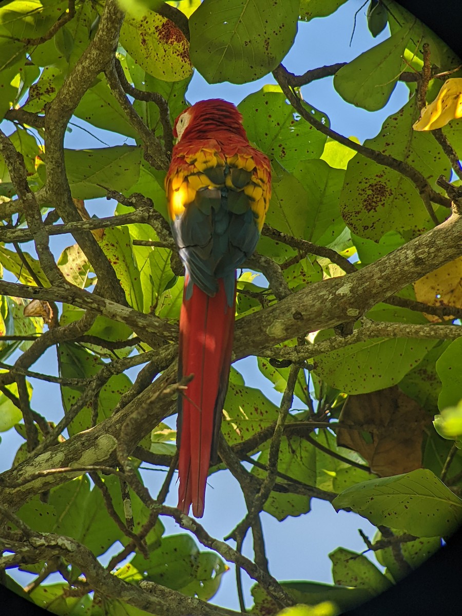 Scarlet Macaw - ML638324775