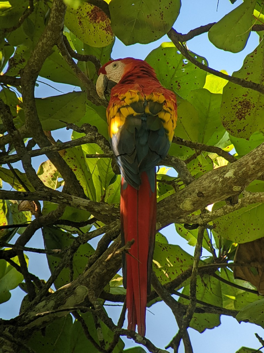 Scarlet Macaw - ML638324776