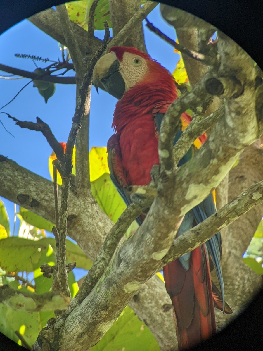 Scarlet Macaw - ML638324777
