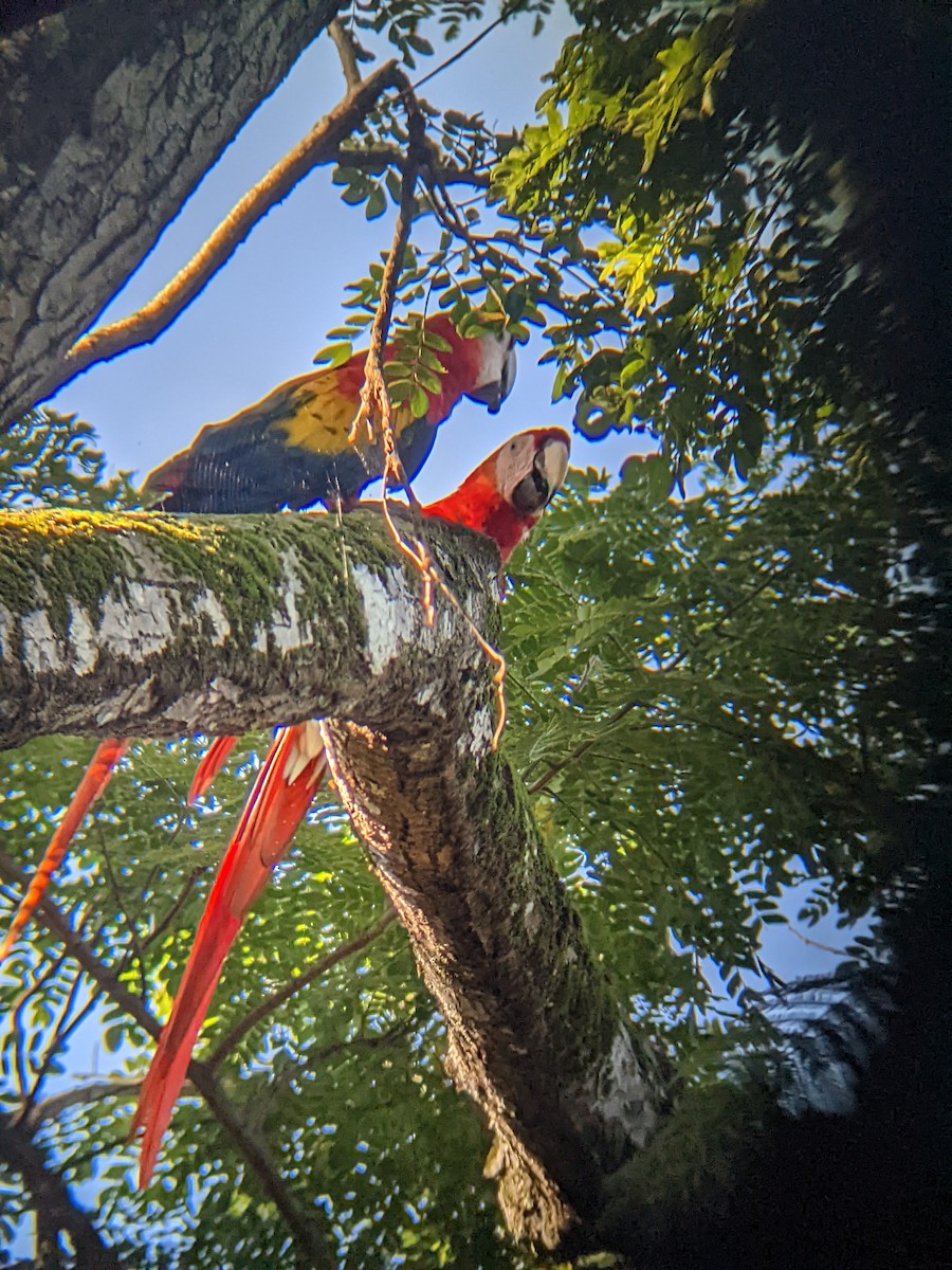 Scarlet Macaw - ML638324779
