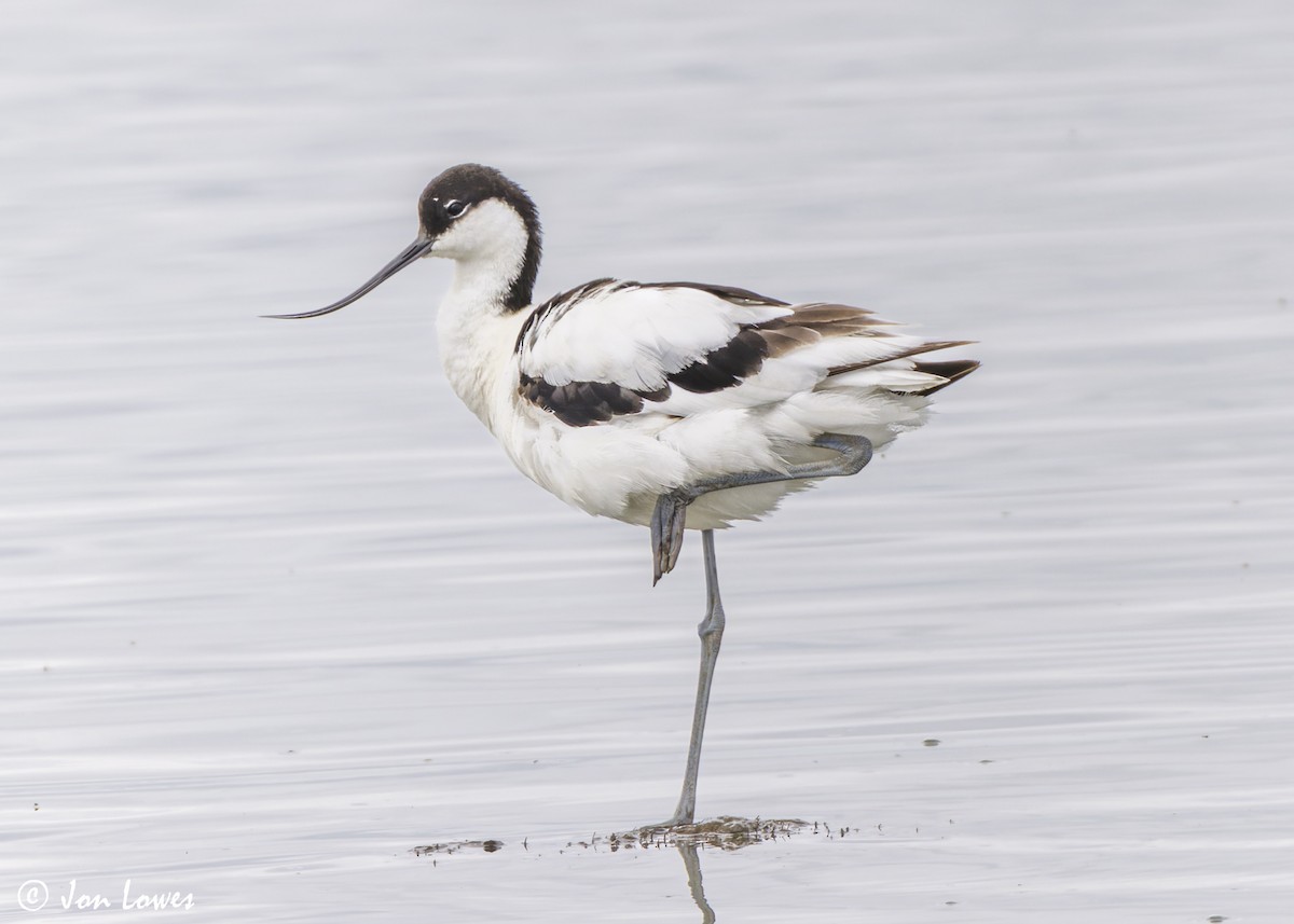 Avoceta Común - ML638324781